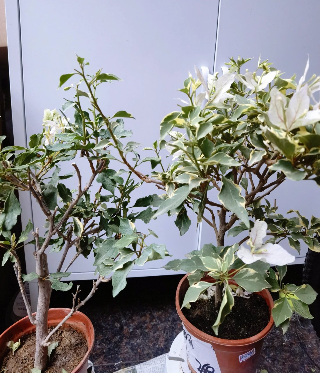 三角梅粉白蝶 和粉蝶 最后证实 这两棵都是粉蝶,已经重新入了月光女神