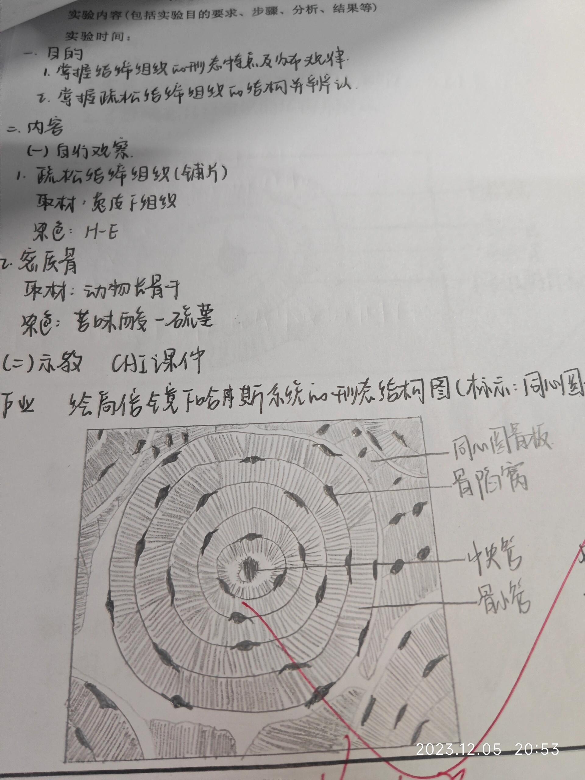 细胞骨架手绘图片