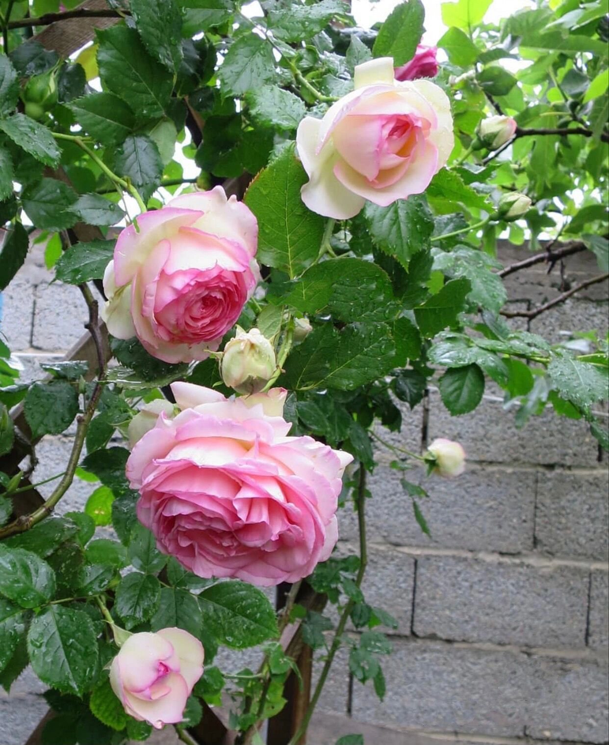 十款进口浓香月季优缺点分析欢迎补充 十款浓香月季盘点 01 波莱罗