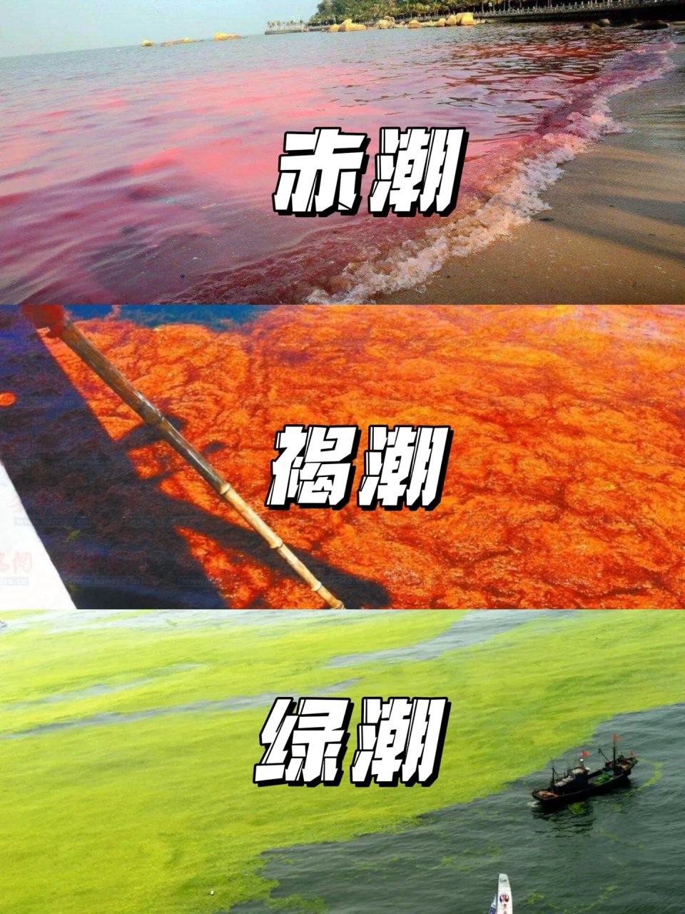 赤潮危害图片