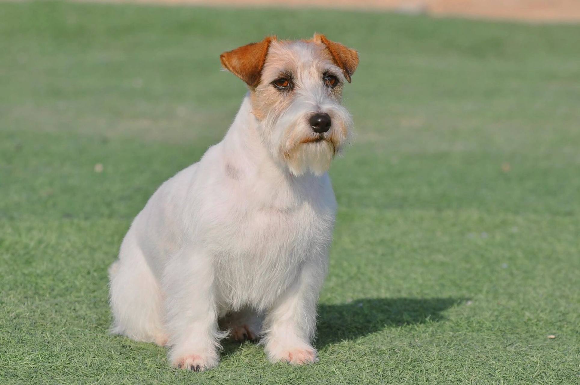 杰克罗素梗 刚毛,平毛,碎毛你更爱哪一款00 杰克罗素梗