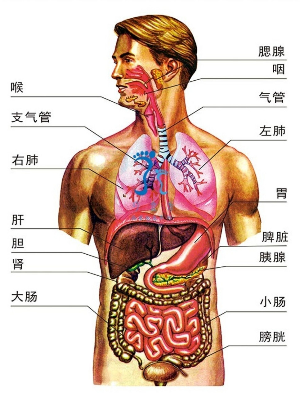 人体躯干器官分布图图片