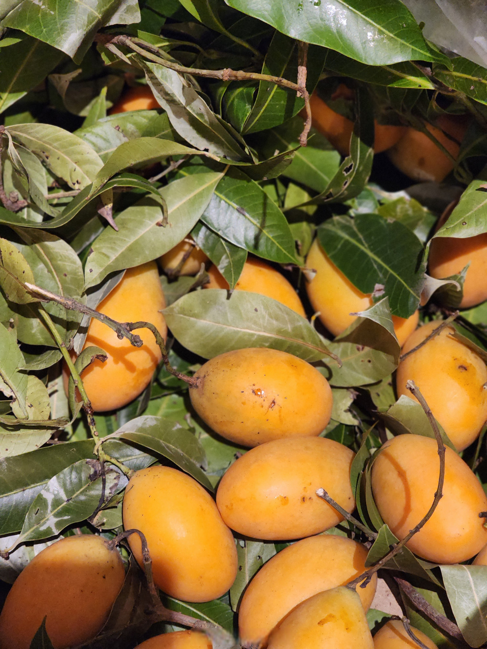 自家果园的枇杷芒 熟啦[色]  甜甜的带点儿酸 是我喜欢的味儿 #枇杷芒