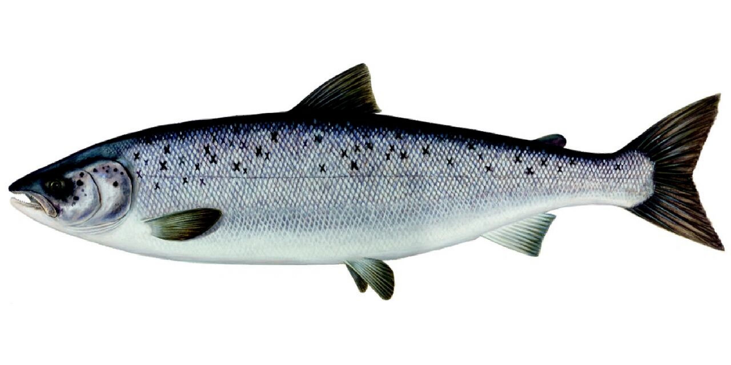 不是所有的三文鱼都是大西洋鲑 三文鱼(oncorhynchus),又名大马哈鱼