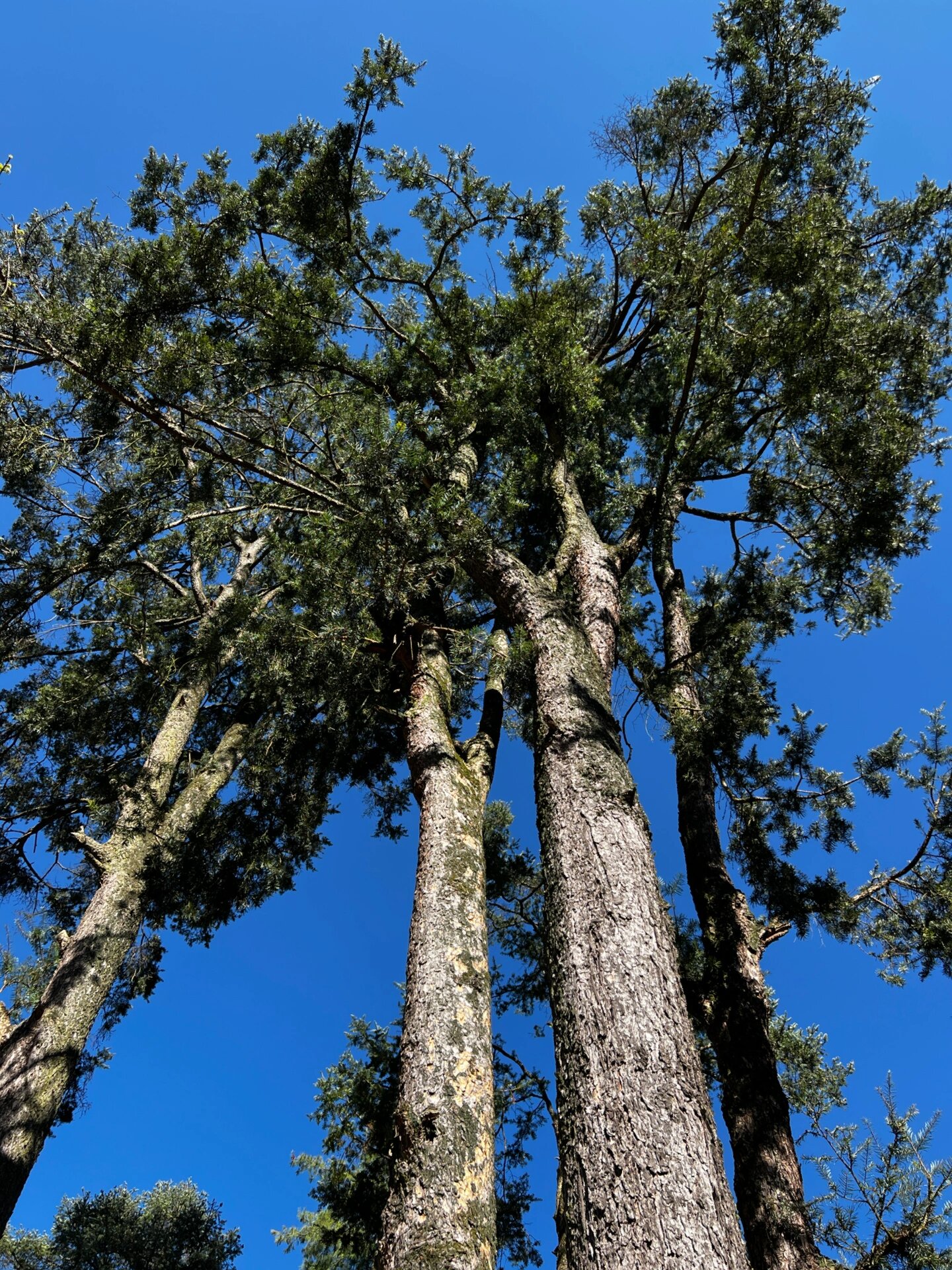 🌲古树