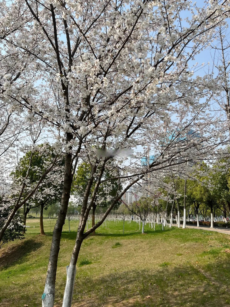 合肥蜀西湖图片