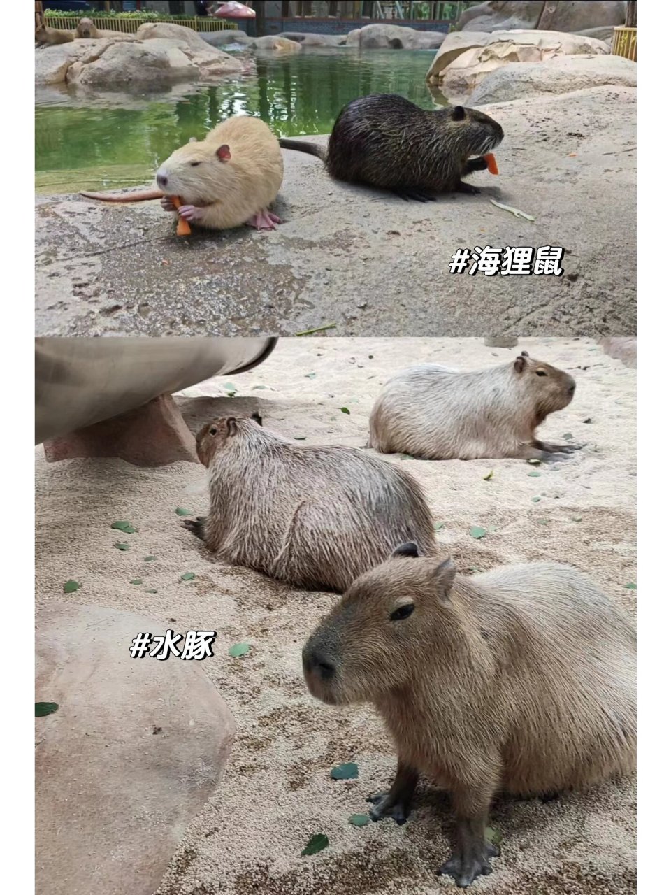 纠正,自己错把海狸鼠当小水豚      上篇笔记把海狸鼠当成小水豚了,但