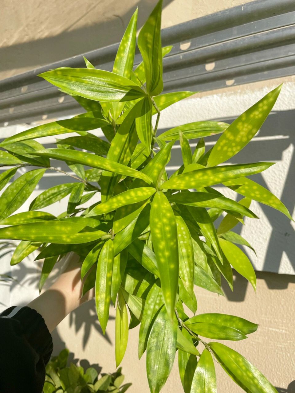 天呐天呐,自带78星星的绿植也太美了|星点木 星点木78星星点点,像