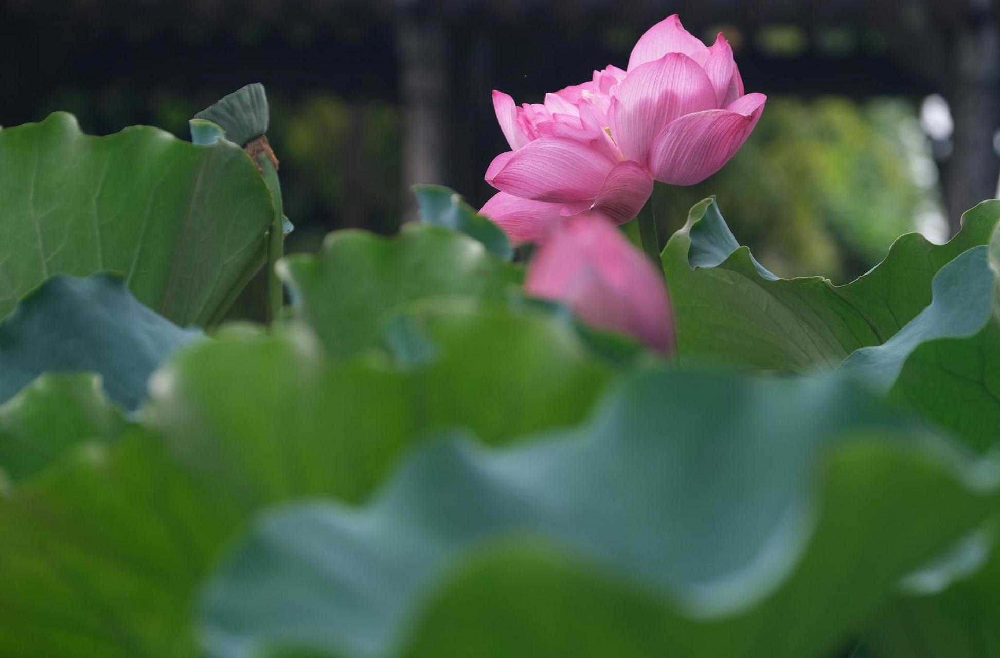 【处暑过后  善园荷花别有韵味】#美丽宁波#处暑过后,荷花多已残败