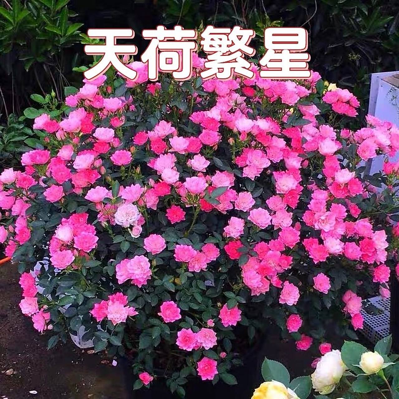 月季第2弹——天荷繁星 天荷繁星是一款蔷薇科的木本植物,在日本诞生