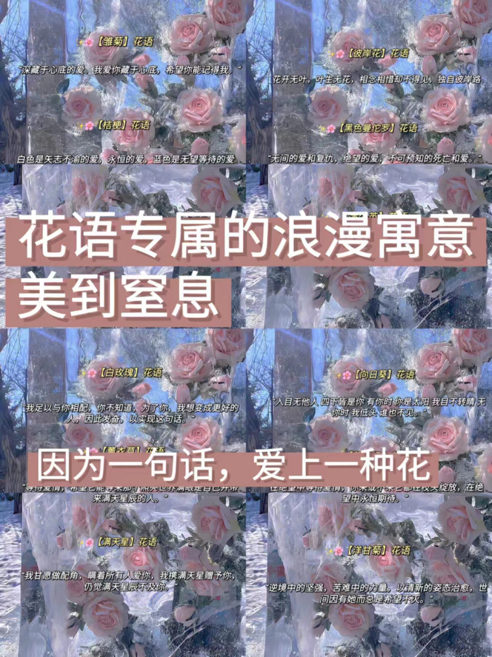 玫瑰花语文案图片