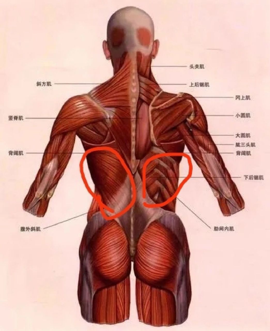 肩胛骨位置图片 背部图片