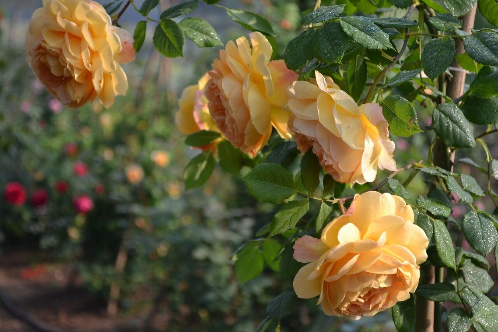 分享14款浓香型奥斯汀月季 总有你喜欢的 沃勒顿老庄园 浓香型月季