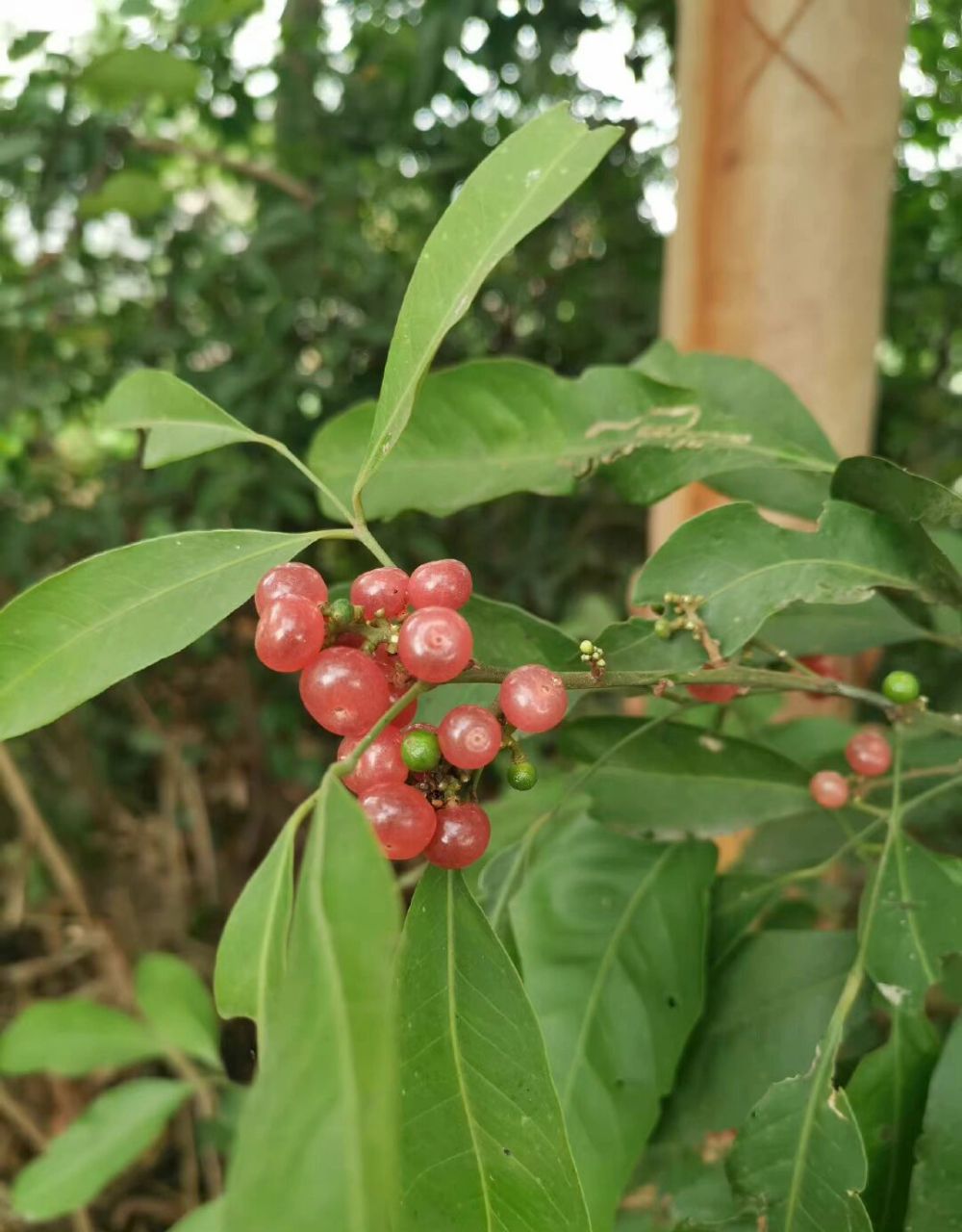 秋日野果|山小橘,晶莹剔透好吃又好看 秋天来了,大家还记得小时候在山
