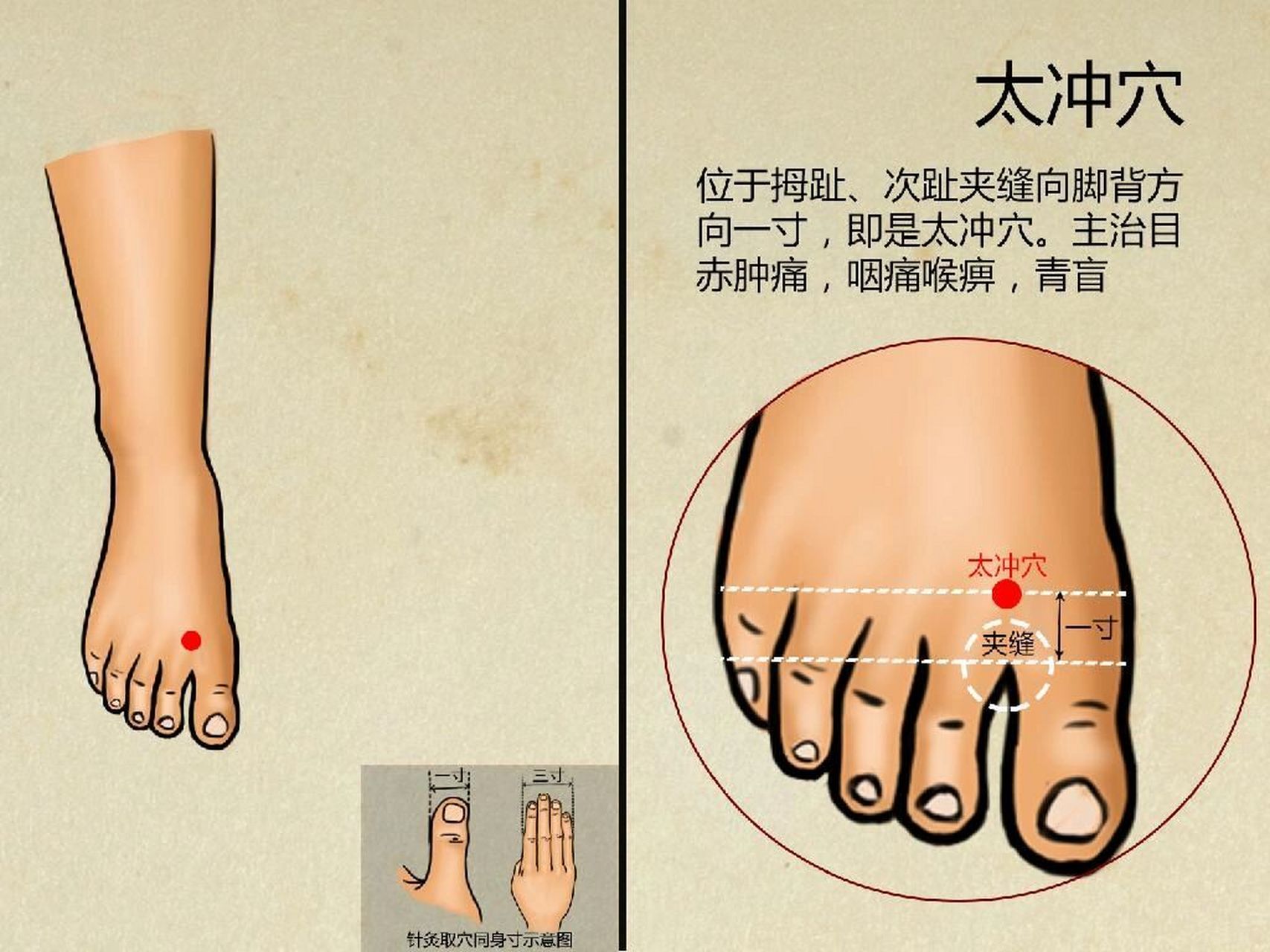 太冲的作用图片