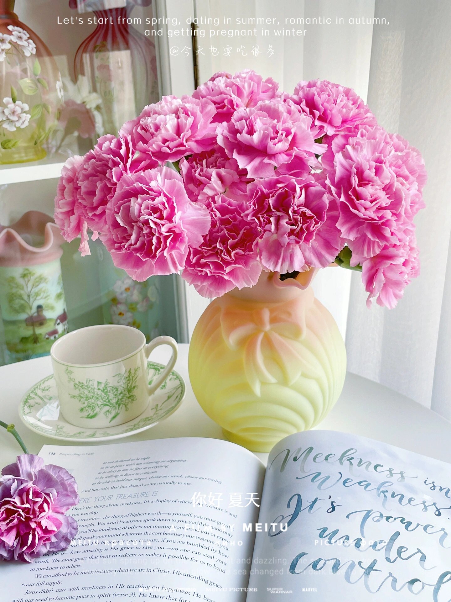 花期王者 | 小桃红康乃馨 你值得拥有7815