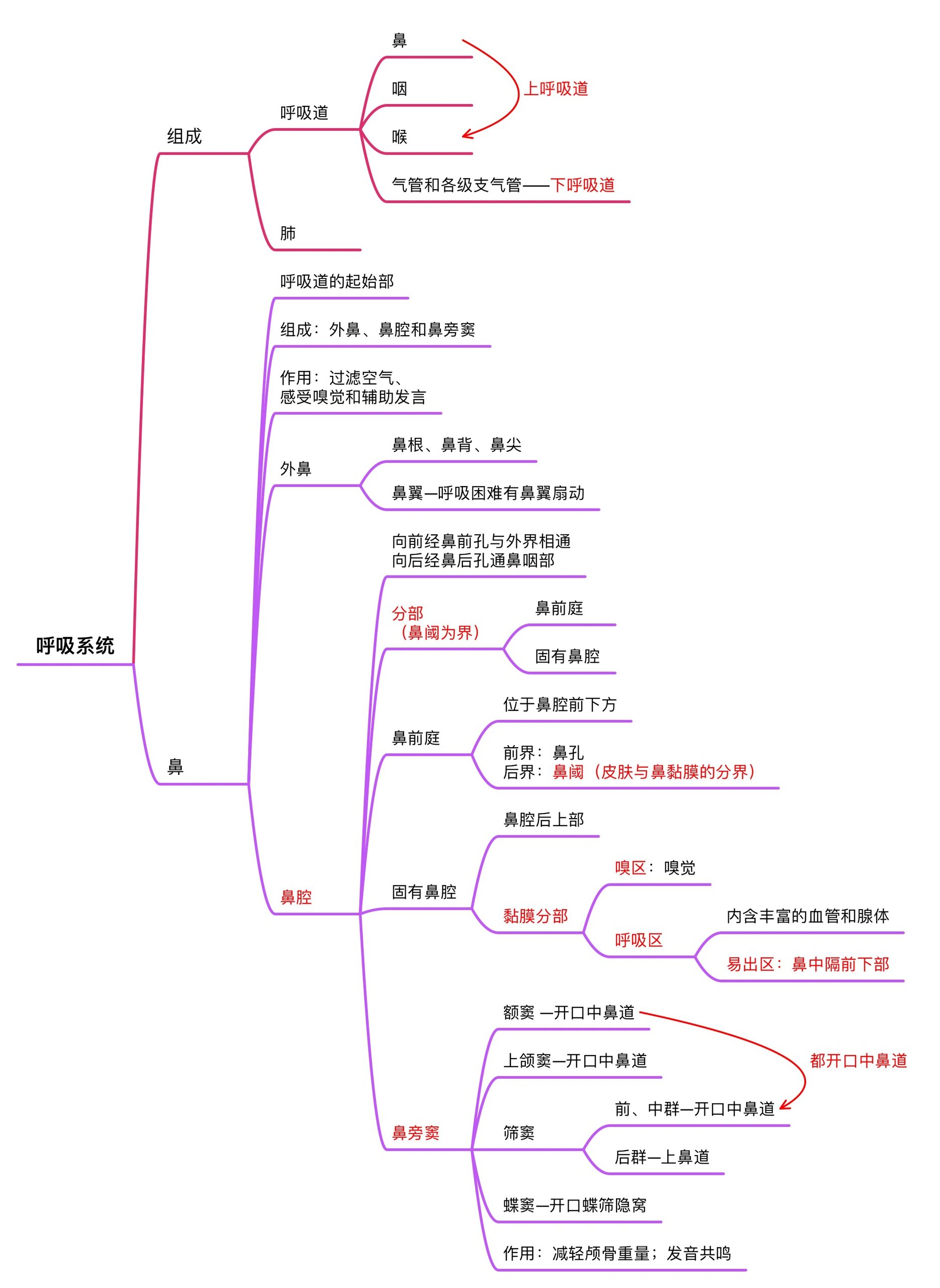 呼吸系统的全部思维导图来咯