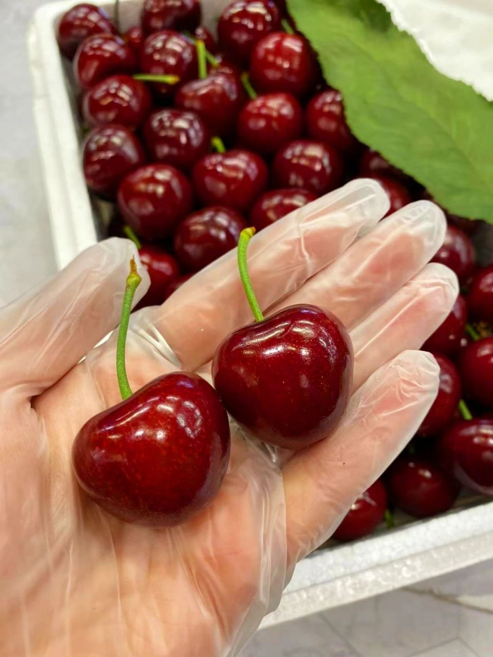 大连美早樱桃 它应该就是车厘子的双生花吧~ 大连美早樱桃生长暖温带