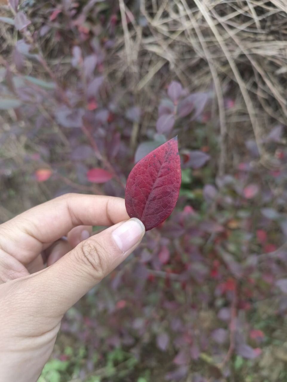 蓝莓叶子发红图片