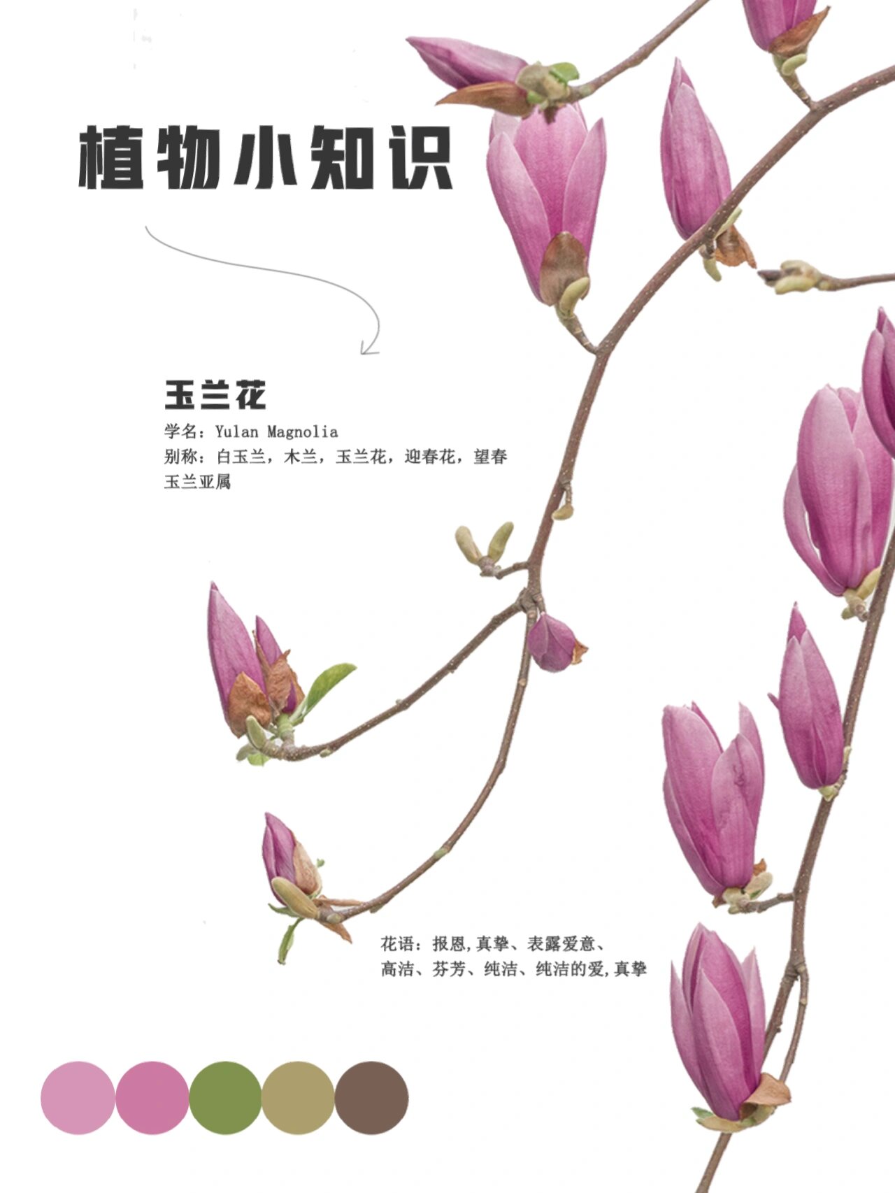 植物小知识|玉兰花 玉兰花 别称:白玉兰,木兰,玉兰