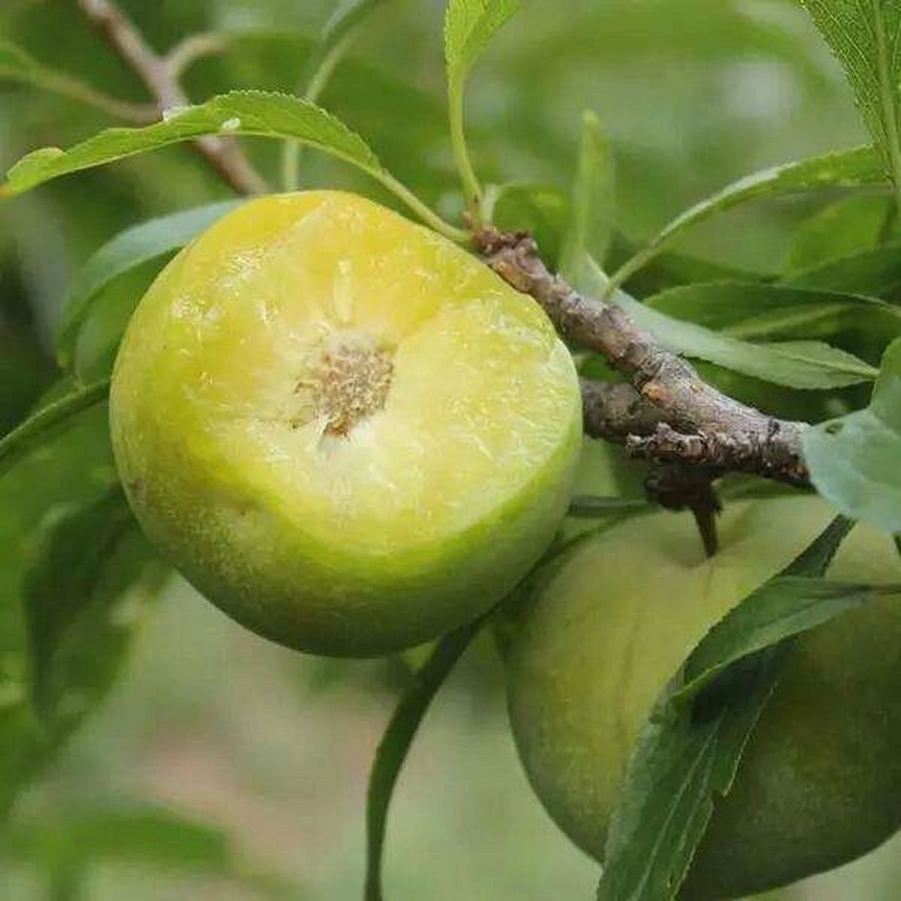 超好吃的四川脱骨青脆李是你爱的吗 7878你吃过这样青青的脱骨脆