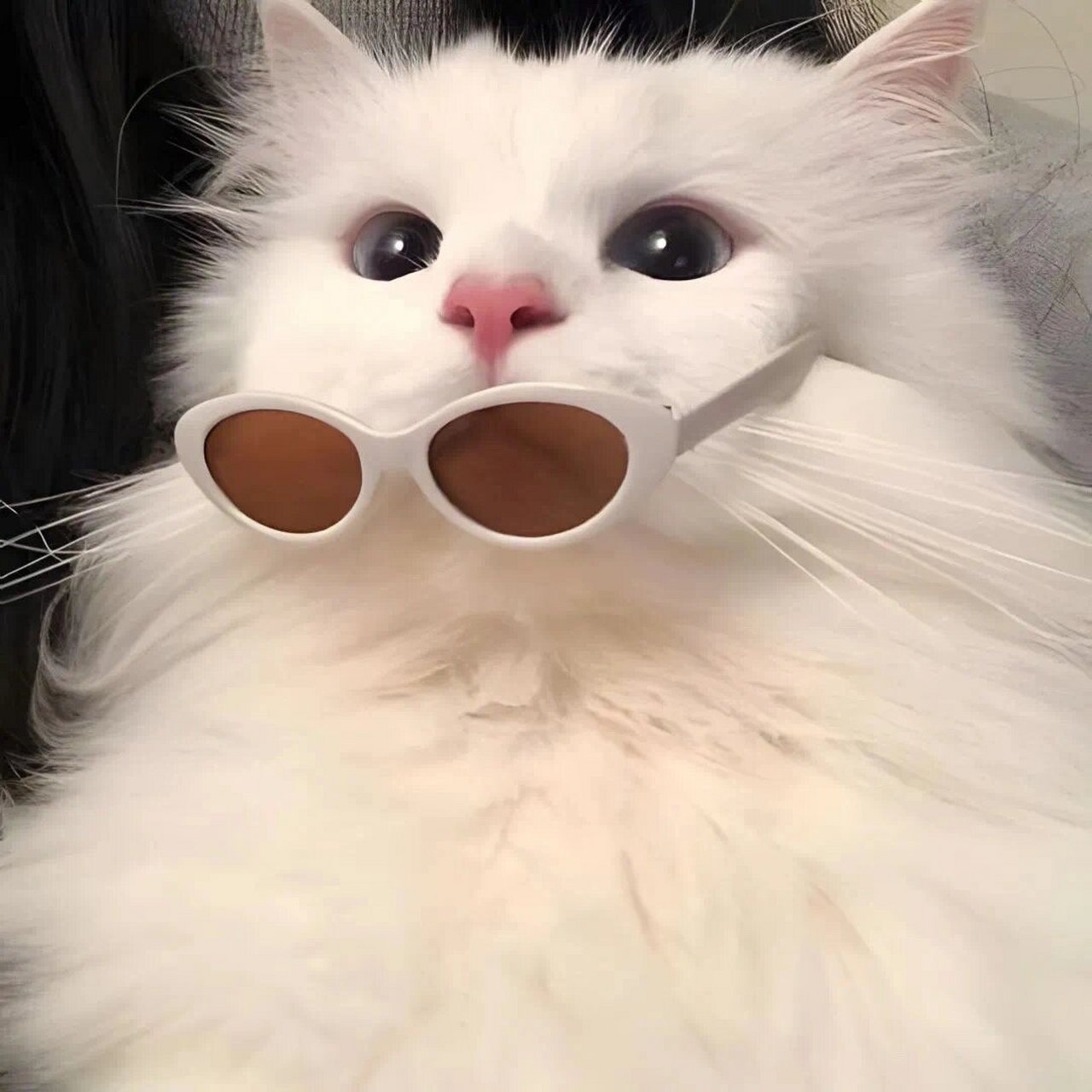 猫猫狗狗情侣头像 喊他的全名必须一个字一个字的说,他就意识到问题的