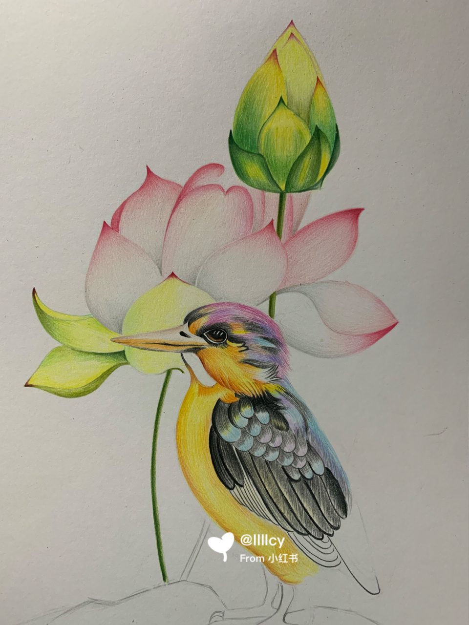 彩铅翠鸟92 #彩铅