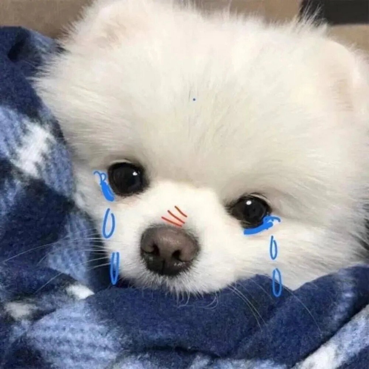 今日头像|微信头像|可爱萌宠 救儿命啊 集美们09 对毛绒绒的东西