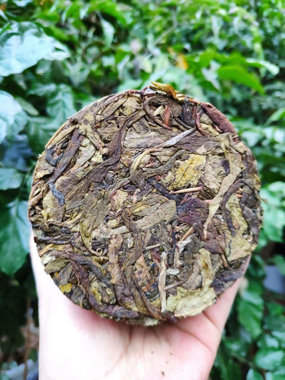 普洱茶中的老黄叶,值不值得喝?