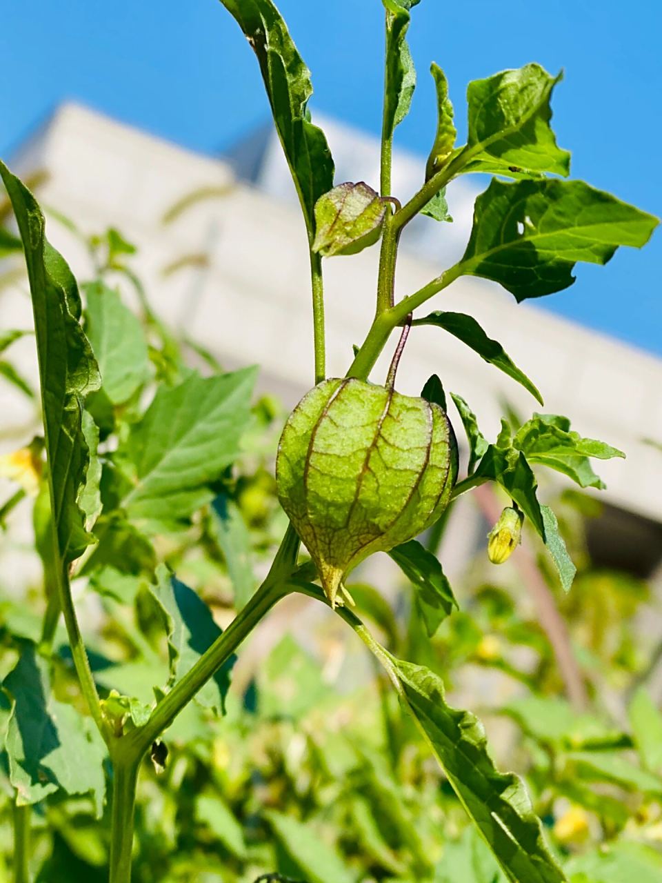 苦蘵|灯笼果 小时候最喜欢在田间地头找寻它的身影, 长得像个小灯笼