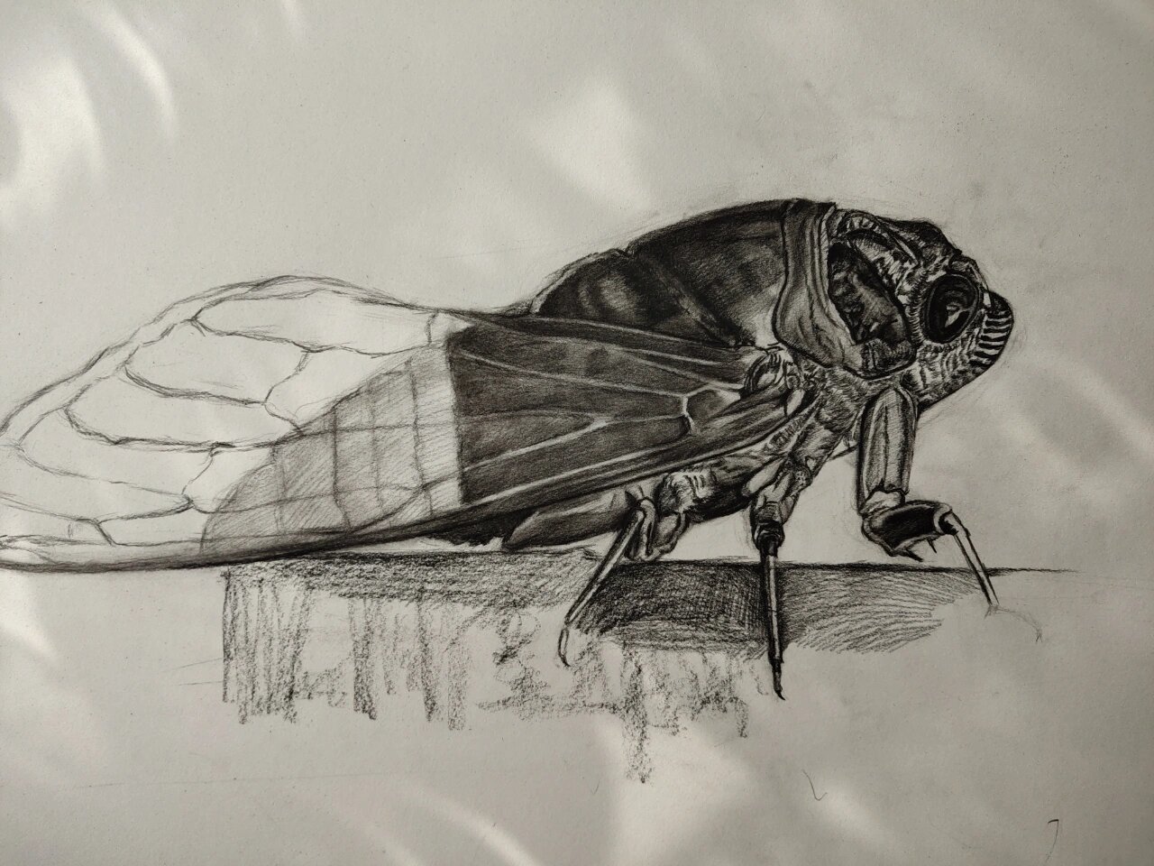 美术生对夏天的怀念,一只蝉的完成步骤!  素描