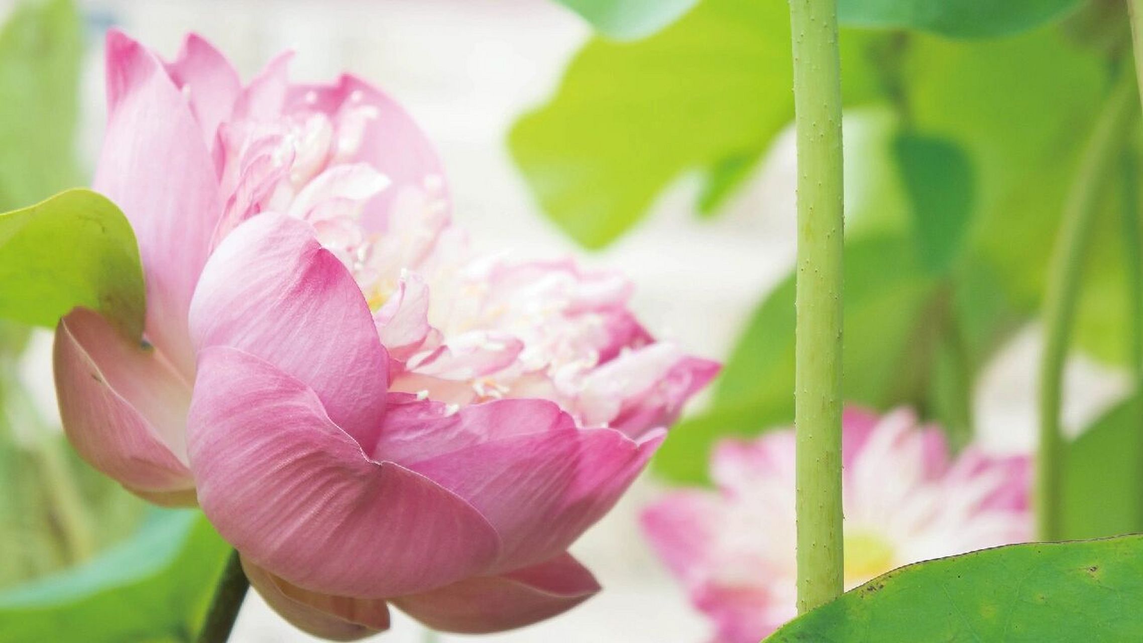 高清莲花壁纸|背景图|好运莲莲|朋友圈美学 98看到