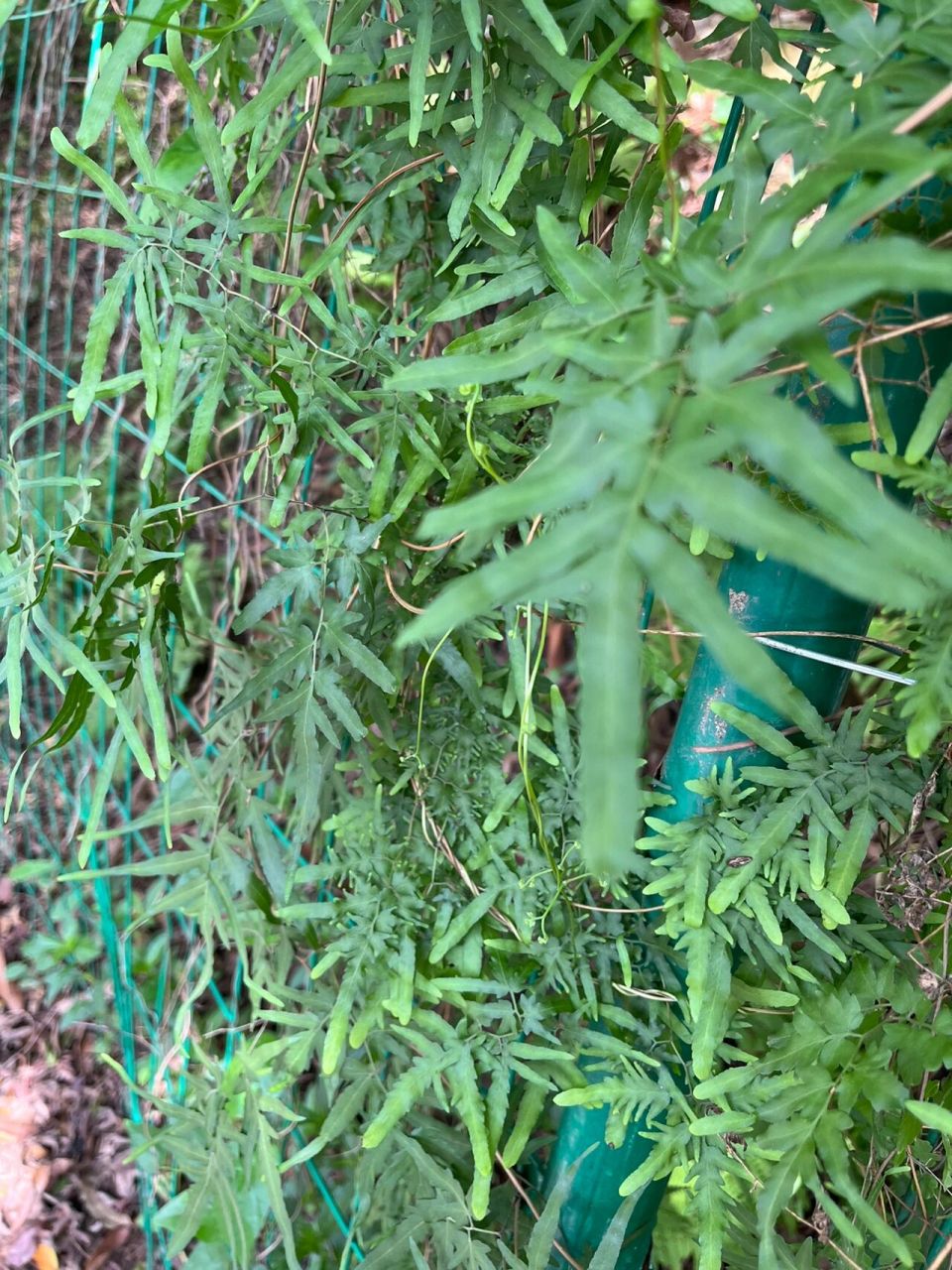 中药海金沙 海金沙