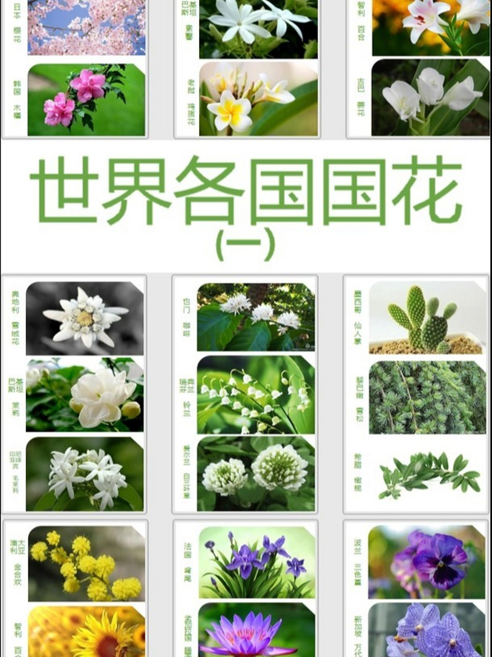 世界各国国花(一) 法国和瑞典的国花绝了!