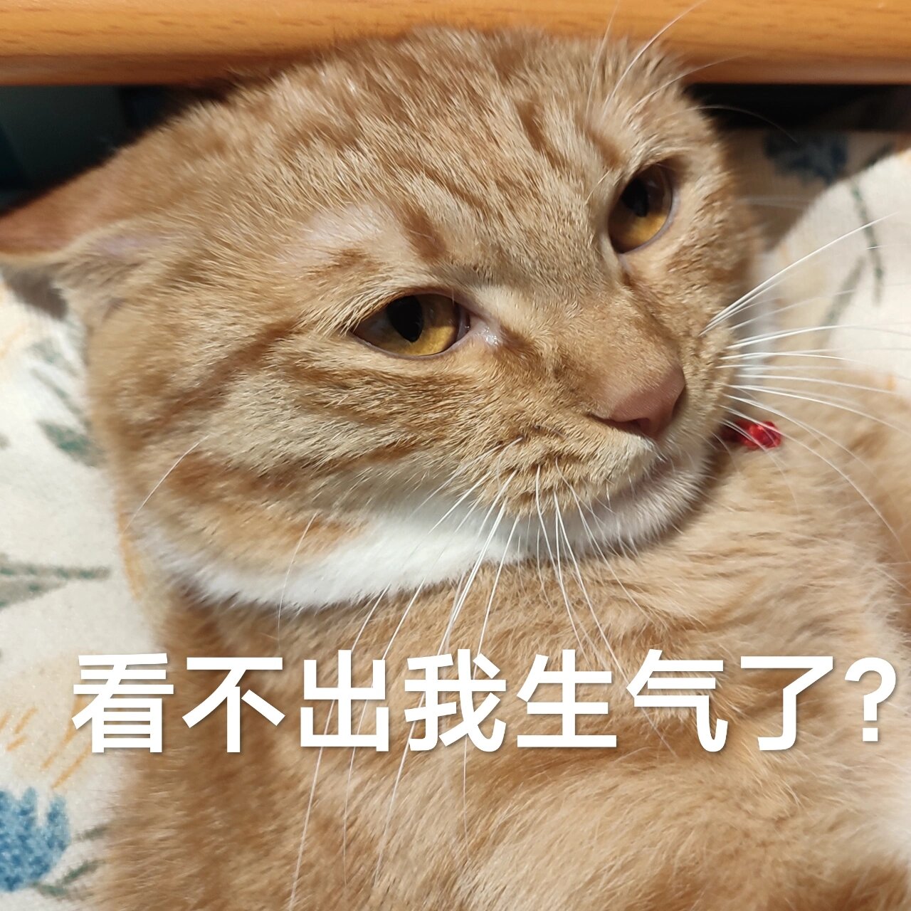 jpg表情包系列哈哈哈 生气小猫