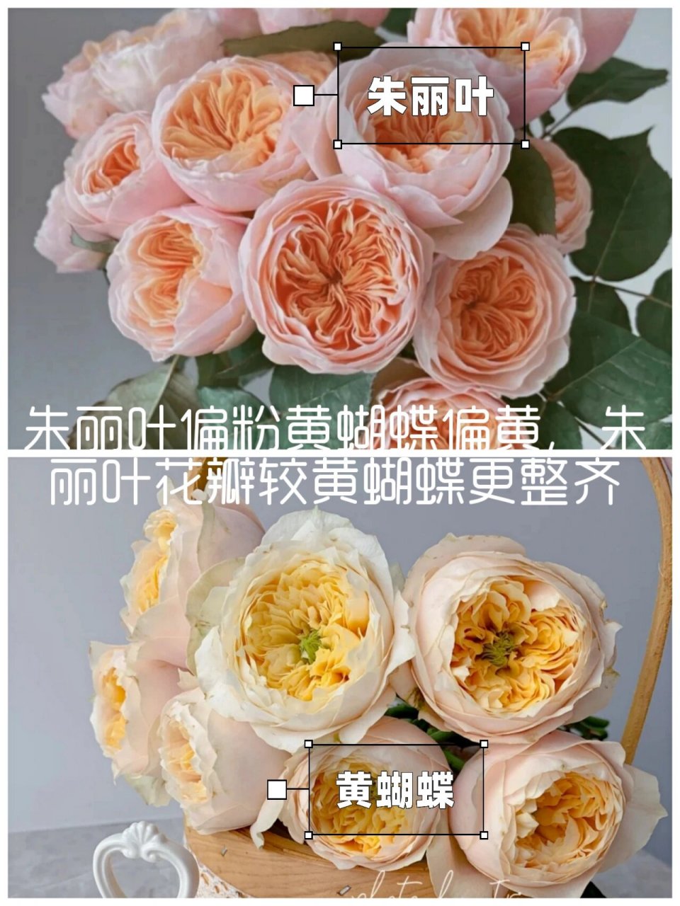 奥斯汀玫瑰与一般玫瑰最大的区别便是特有的古典花型.