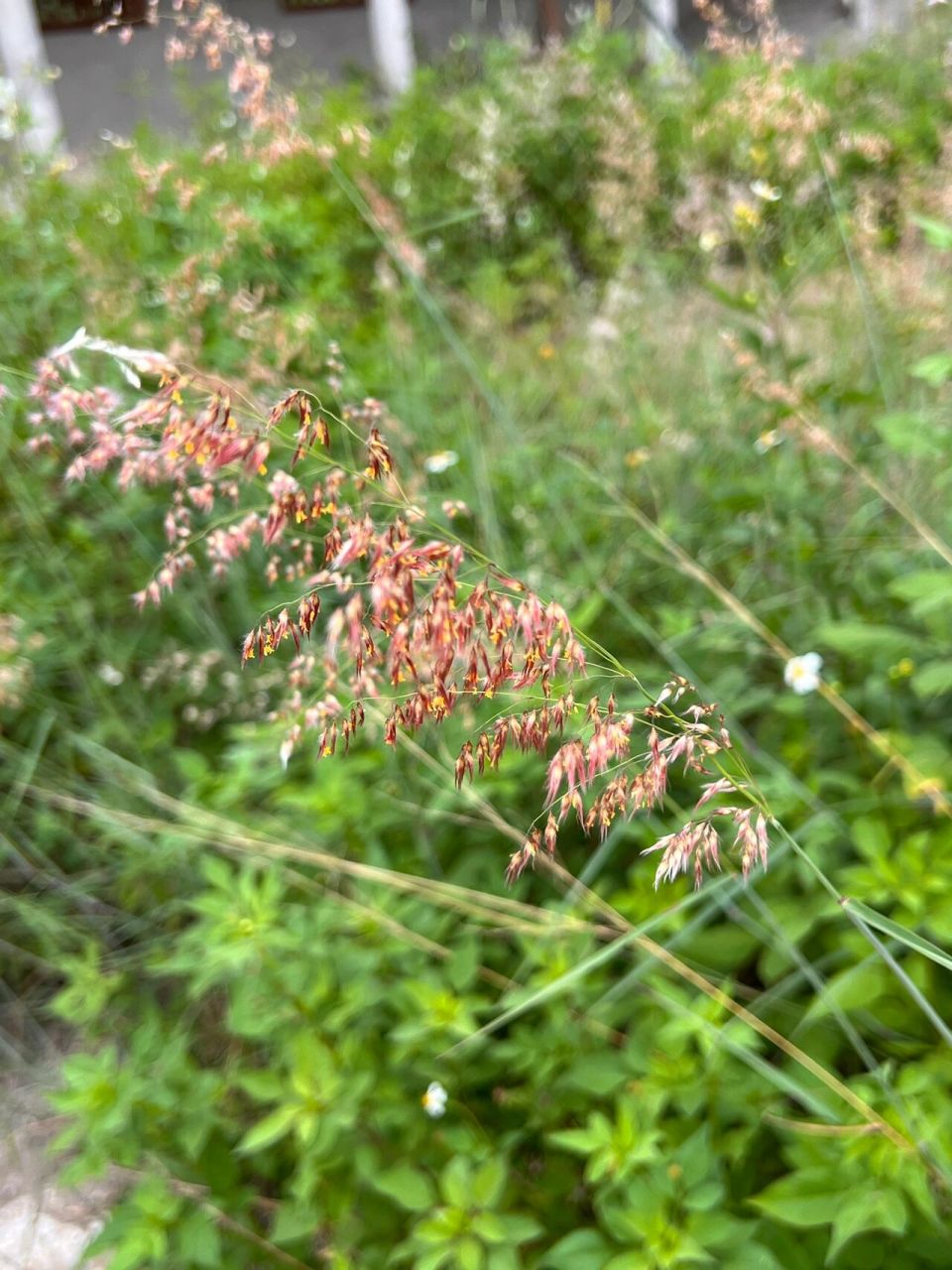 为鸭跖草科植物裸花水竹叶murdannia nudiflora(l.) brenan的全草.