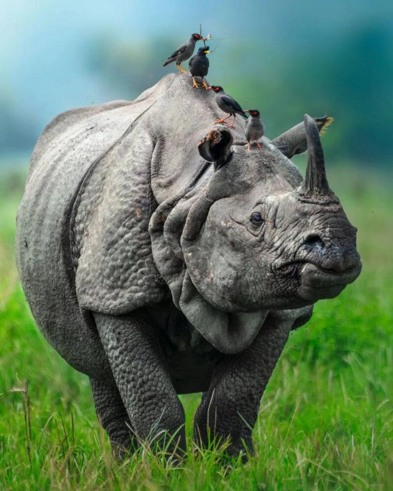 世界犀牛种族年表 古时期的犀牛披毛犀板齿犀等早在史前1万年前后灭绝