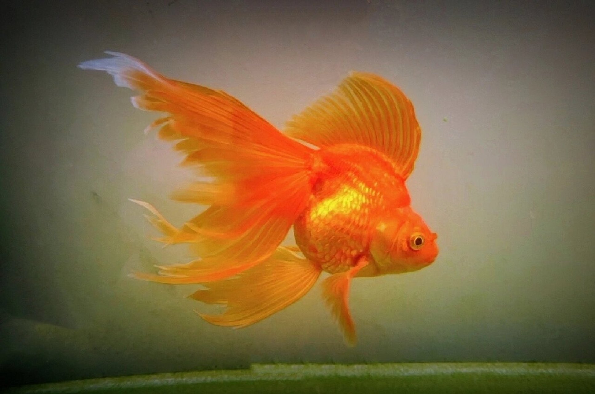 康康霸气的长尾鎏金～ 像公鸡93似的 之前尾巴有点烂,现在在恢复中