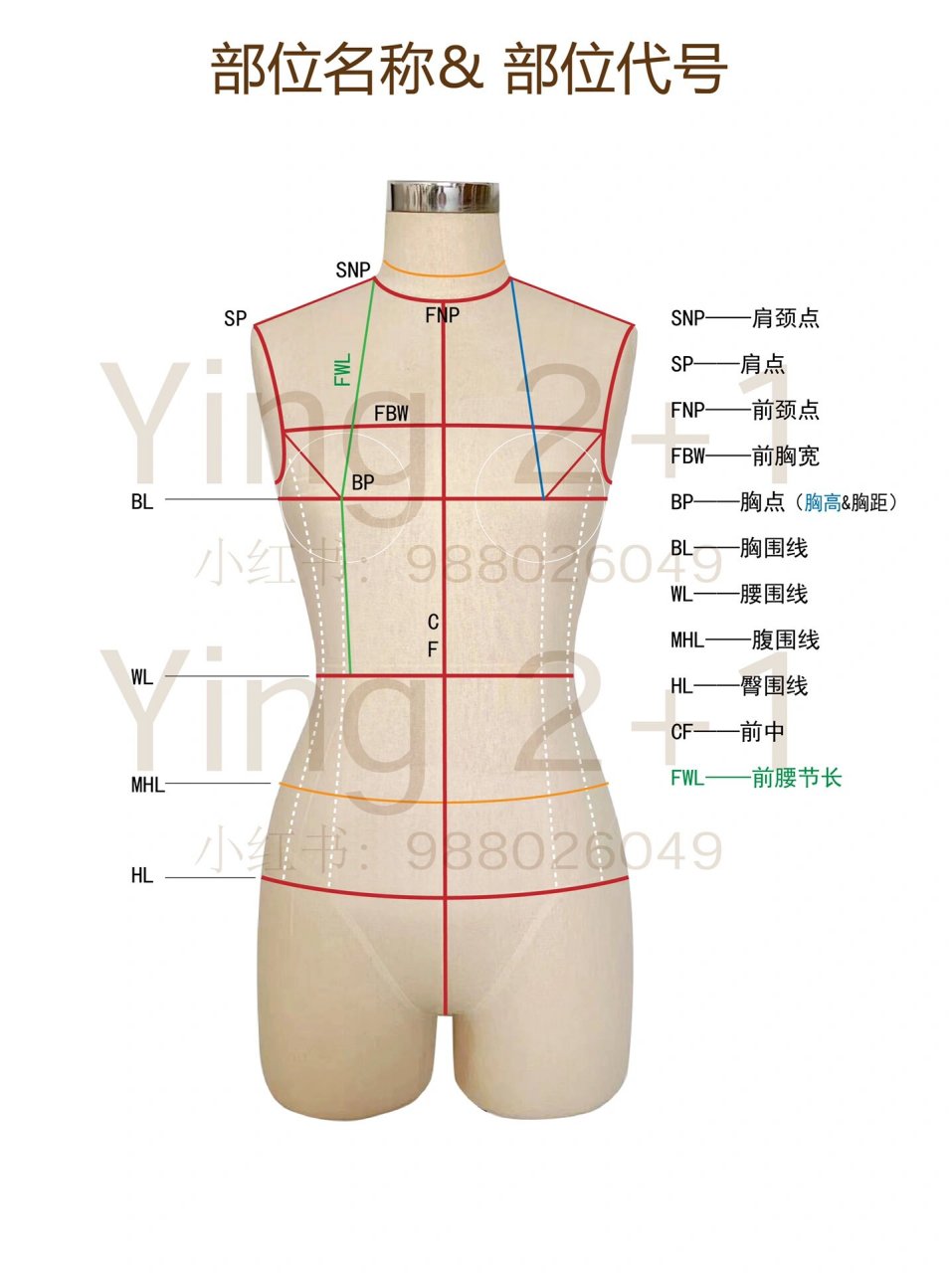 服装制版基础—人体结构关系 学习服装打版,了解人体结构关系是非常有