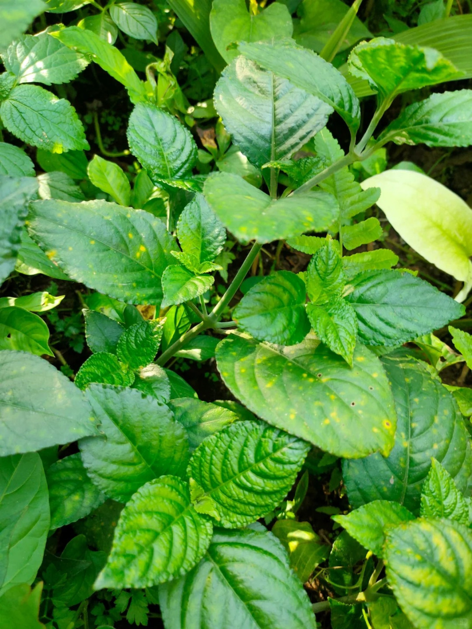 糯米草图片 95糯米草,又称为糯米藤,糯米条等,是荨麻科植物糯米团的