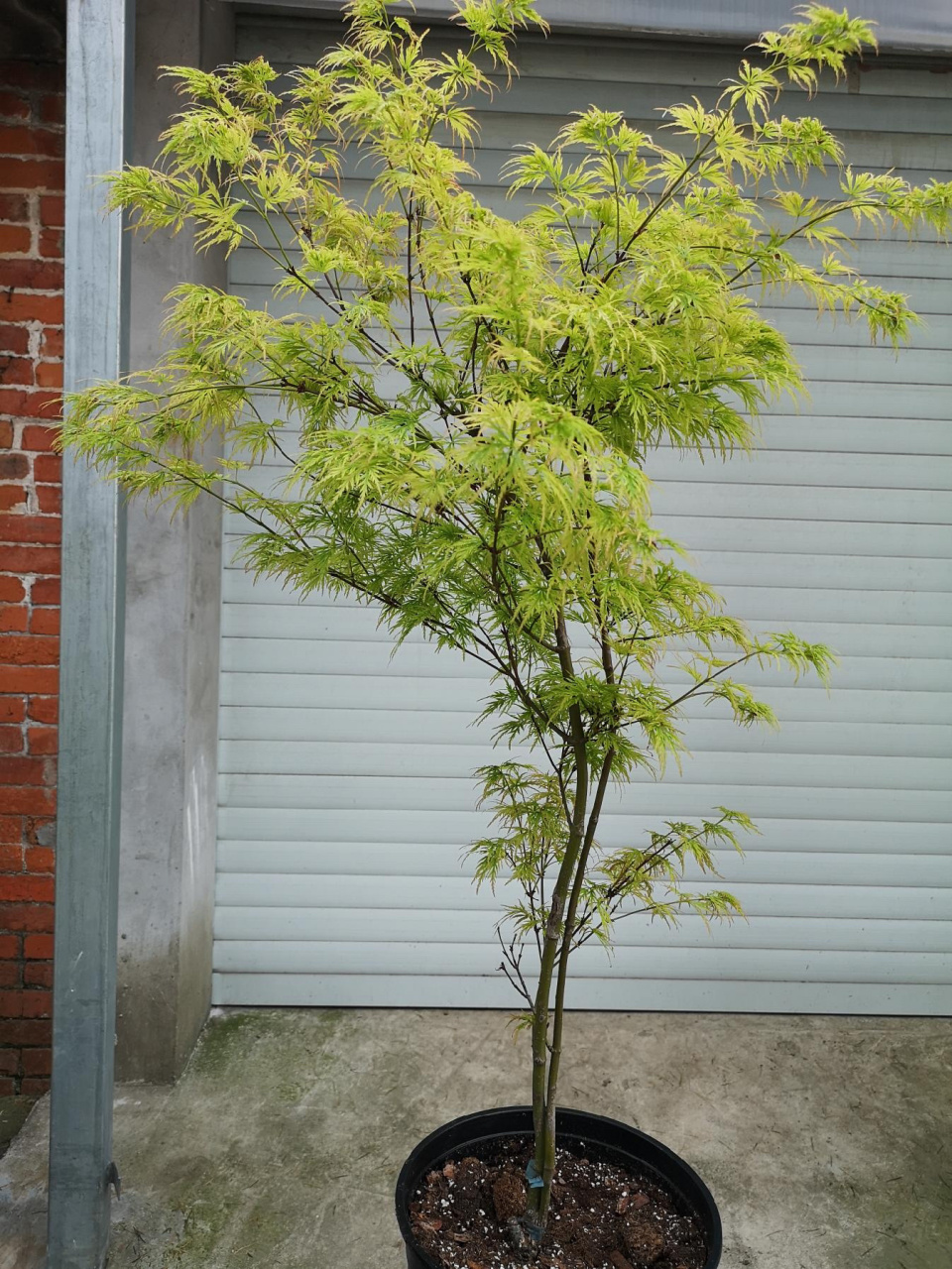 青龙羽毛枫 青龙很飘逸,叶色也漂亮