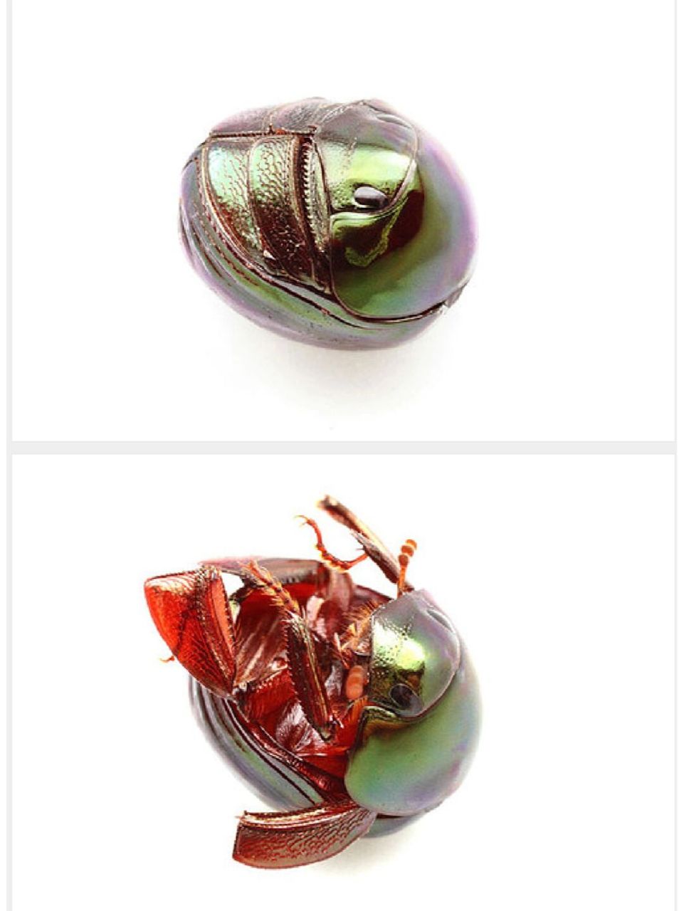 长相与双面龟极为相似的昆虫→球金龟 长相形似小时候动画片里面的