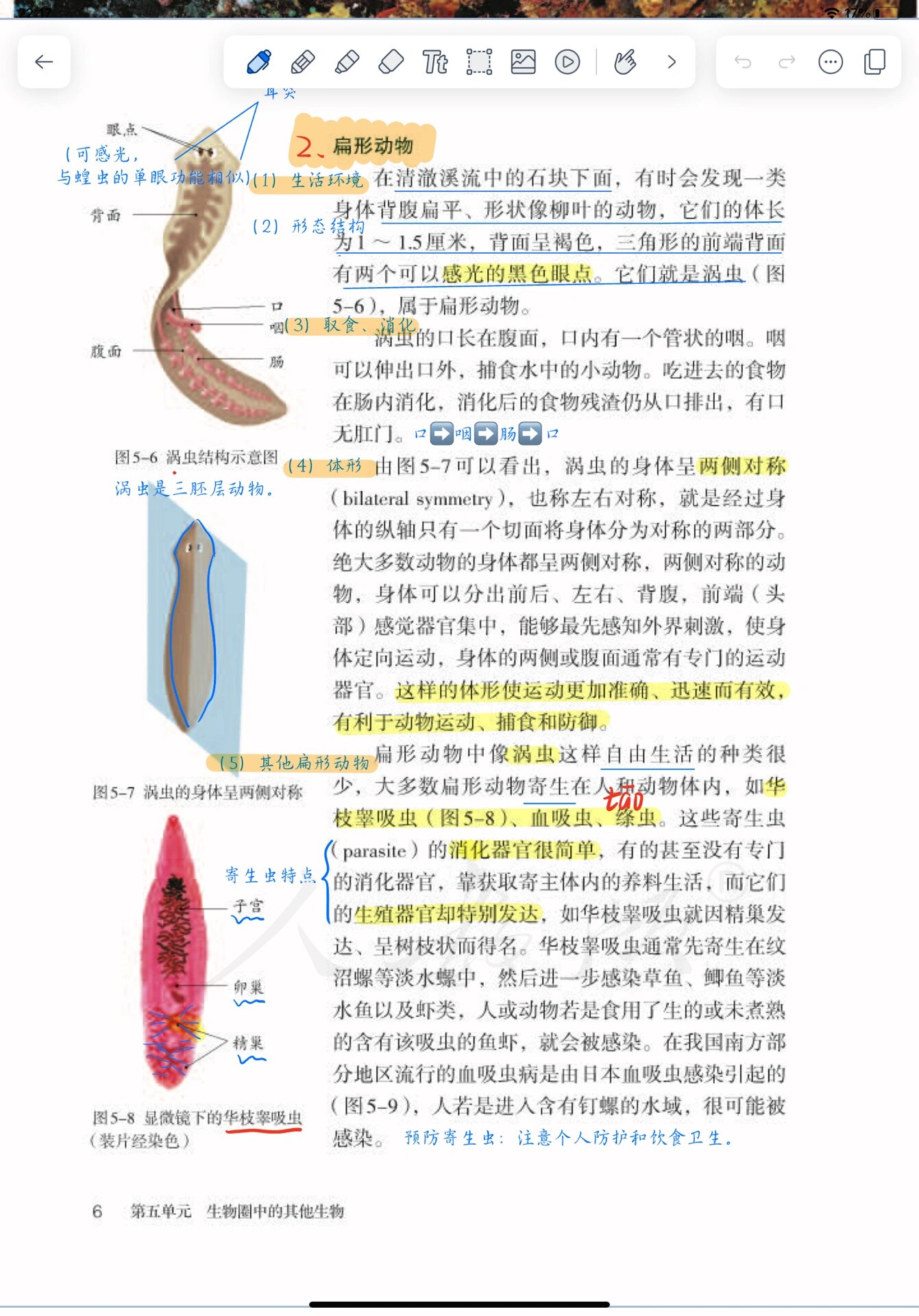 涡虫的特征图片