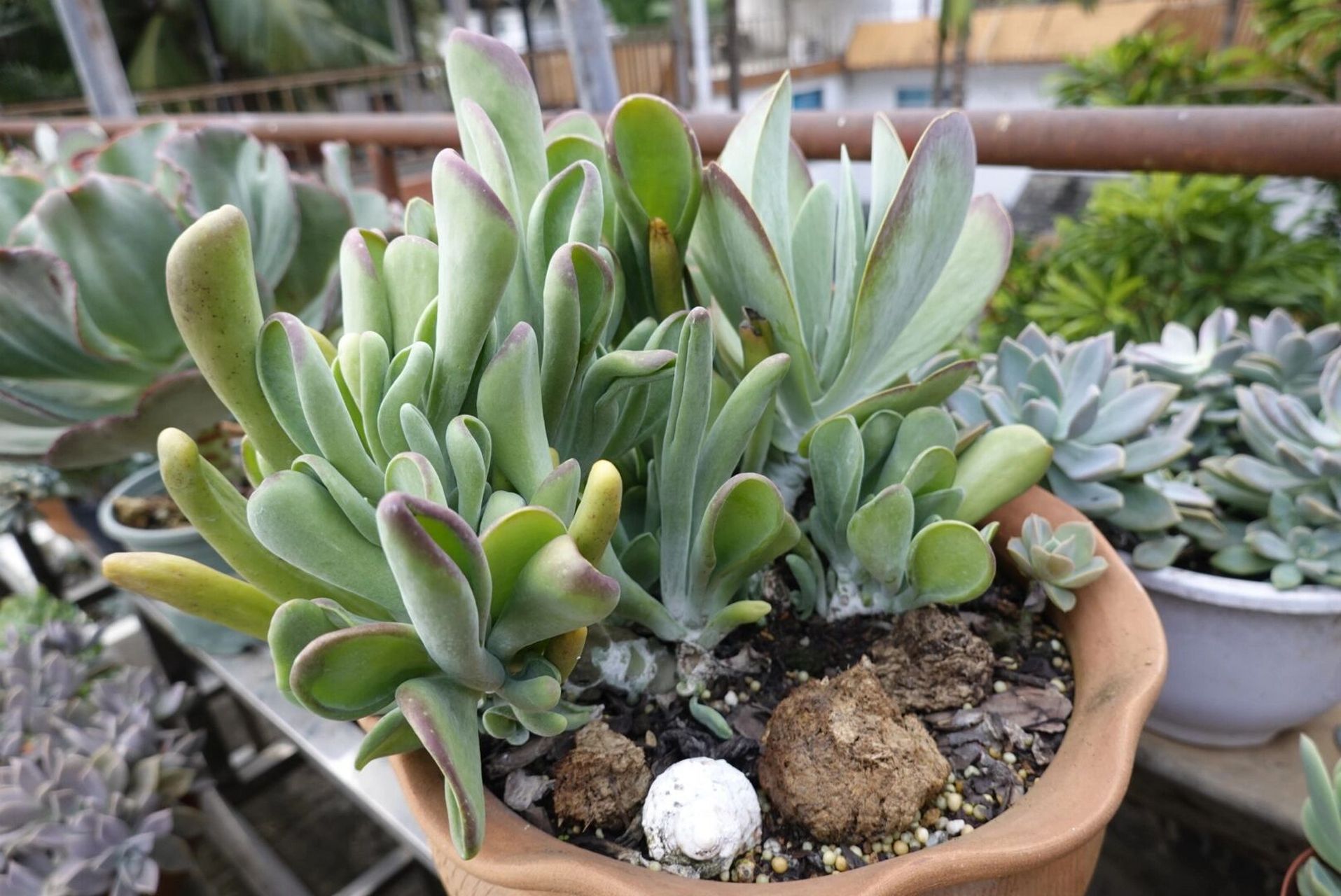 多肉火狐狸变化篇 图一是去年的状态,图二是六月份时候的,一直都生机