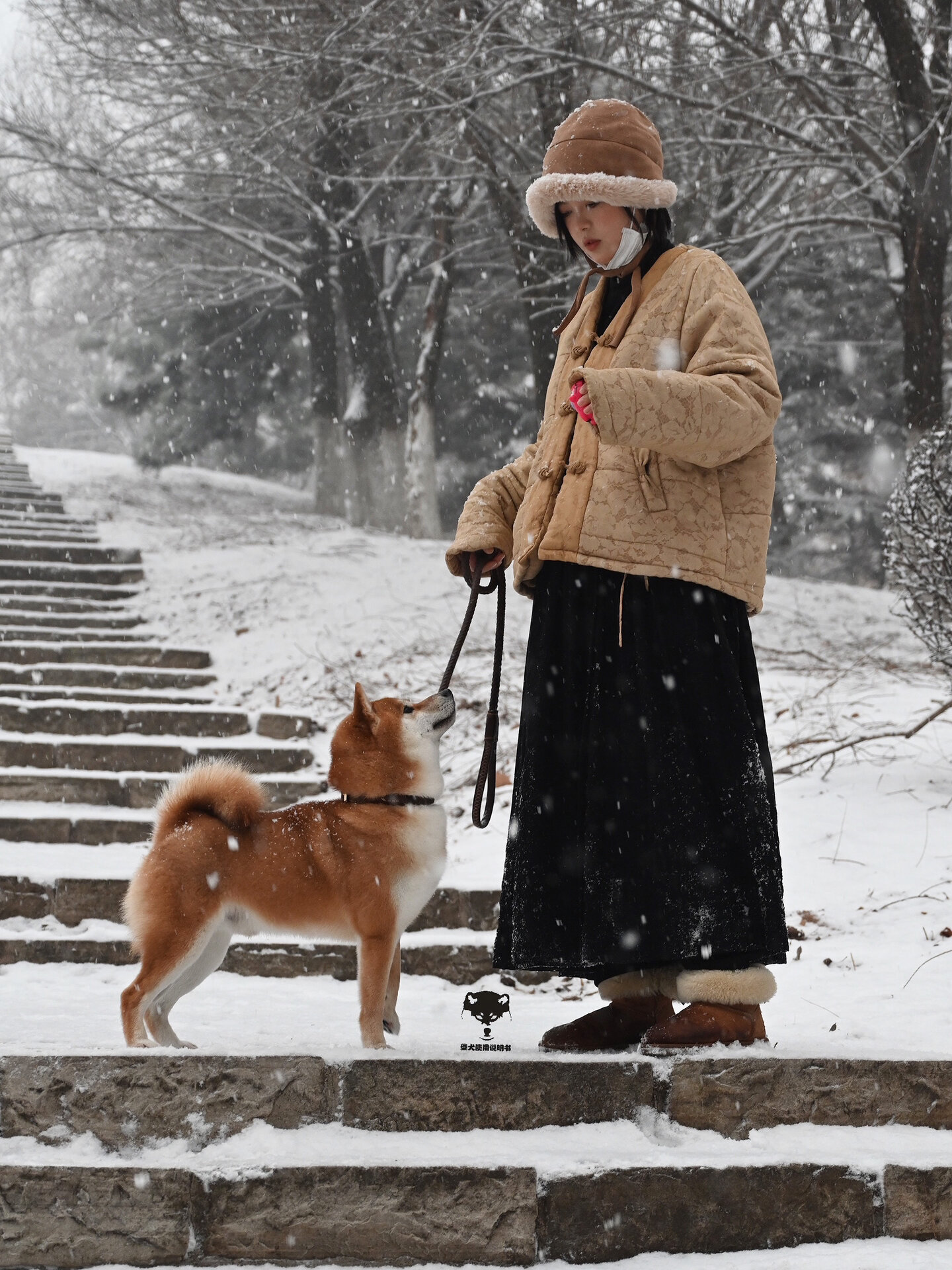 标准柴犬 小体柴 和豆柴犬