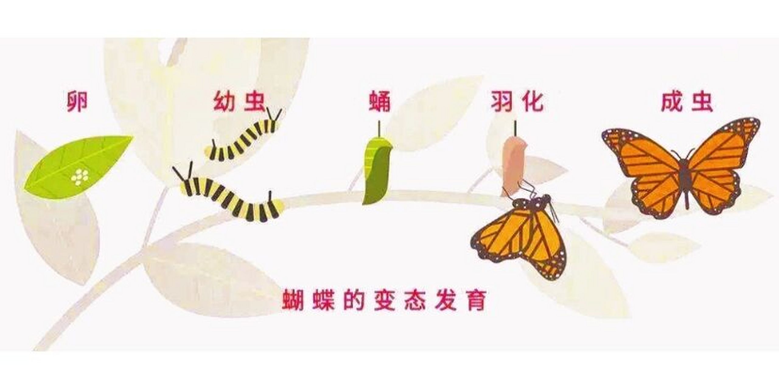 毛毛虫变蝴蝶的过程 在很多人的印象中,美丽的蝴蝶蜕变过程就是从毛