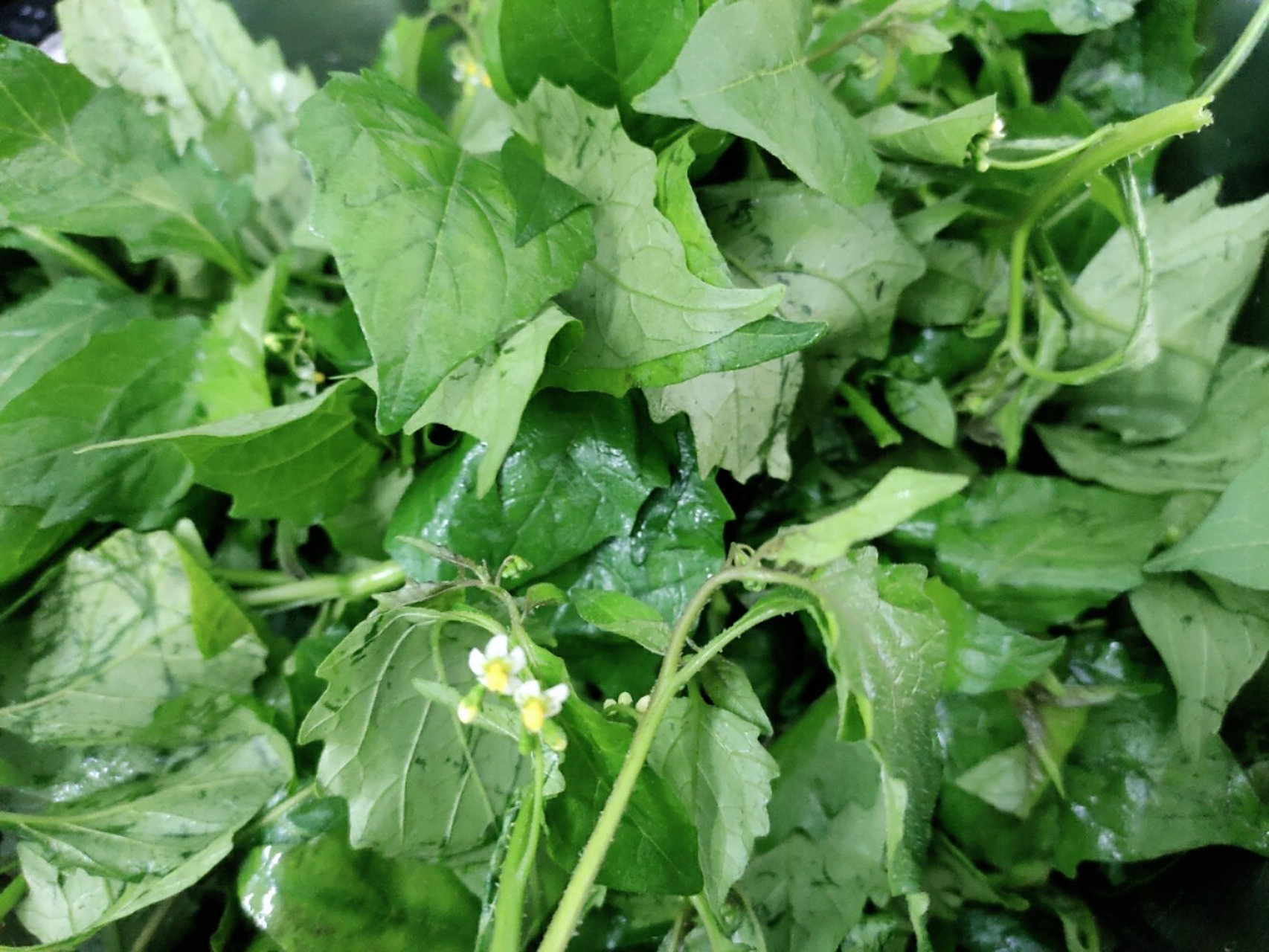 白花菜～美味野菜 今年吃了好多次白花菜了,真的非常美味