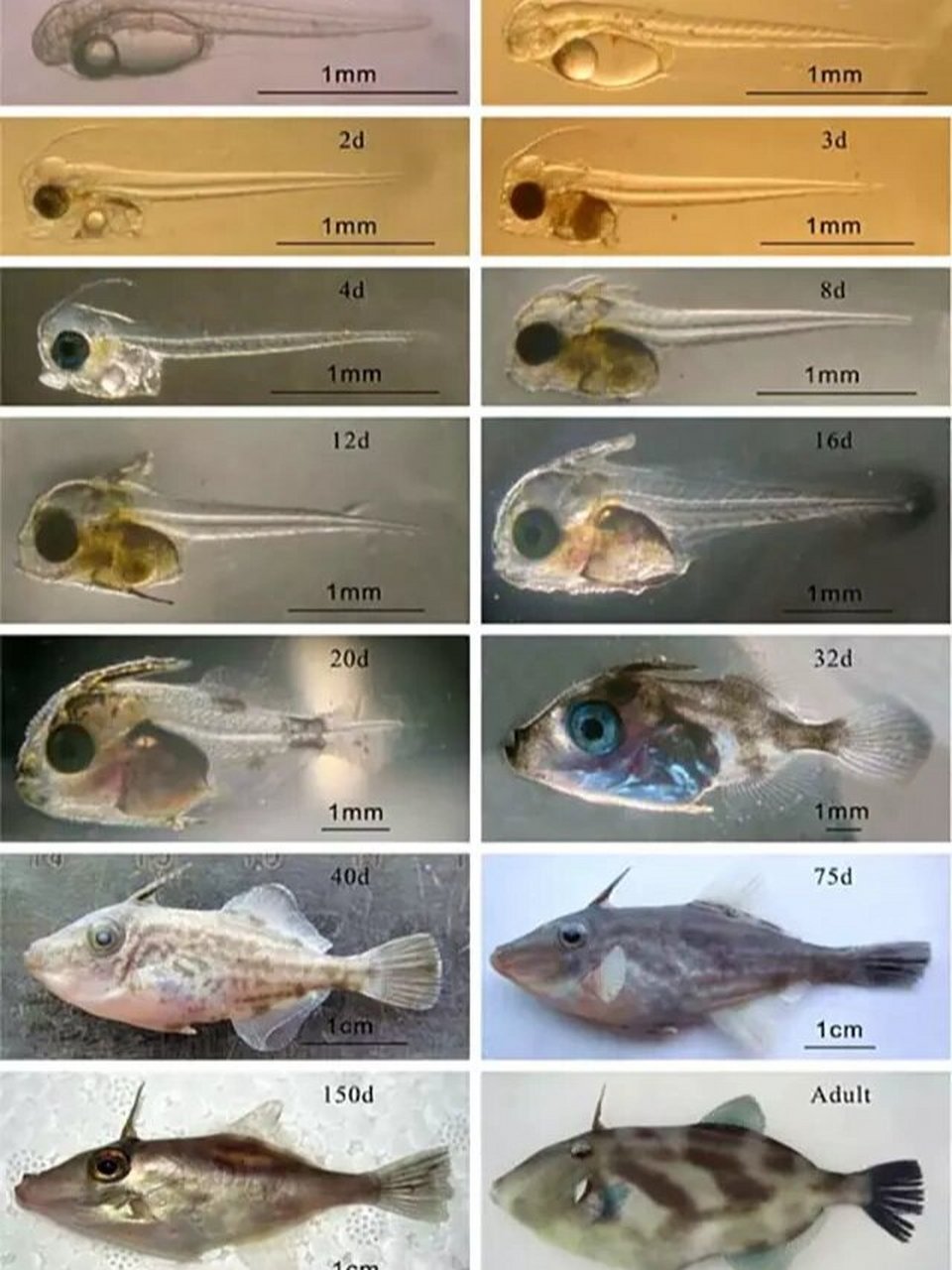 奇奇怪怪的95——"扒皮狼92" 肉多刺少且鲜美无比,就是扒皮狼鱼