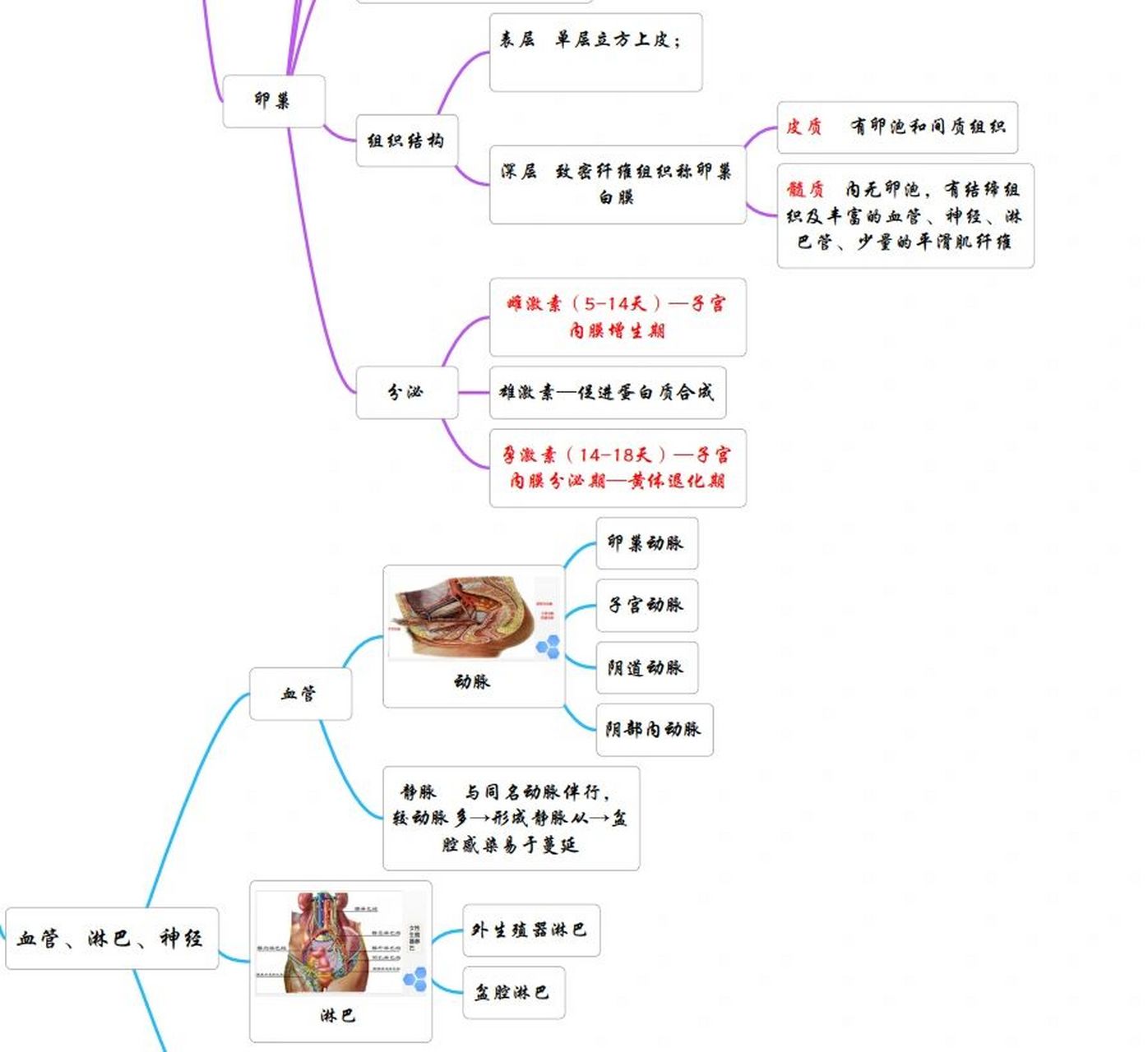 系统解剖思维导图手绘图片